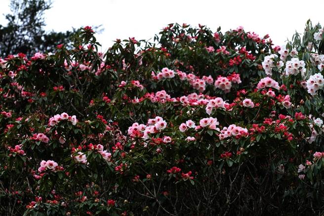 玉山国家公园塔塔加游憩区，杜鹃花开了。（玉管处提供／廖志晃南投传真）