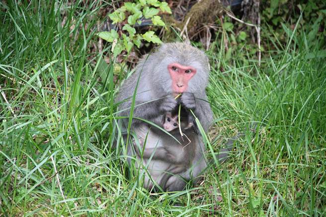 玉山国家公园塔塔加游憩区，台湾猕猴舒适惬意。（玉管处提供／廖志晃南投传真）