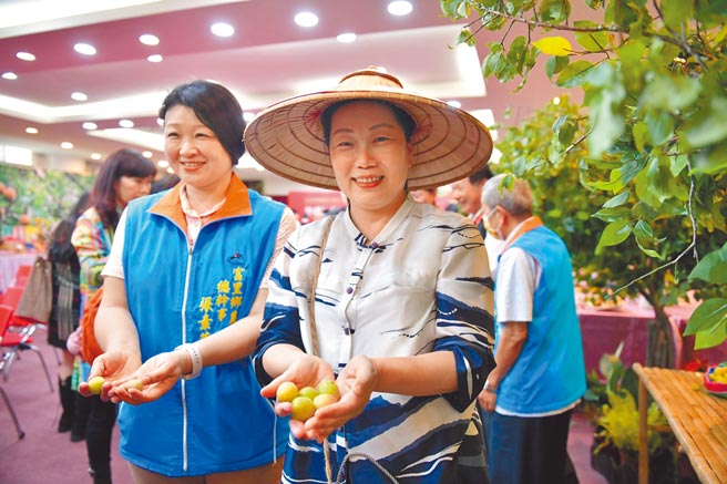 花莲县长徐榛蔚（前）与富里乡农会理事长张素华（左）感受手採梅的乐趣。（王志伟摄）