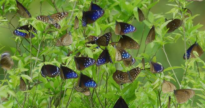 在全球暖化的影响下，紫斑蝶越冬的生态也跟着减少。（贝壳放大群眾集资顾问公司提供／林志成台北传真）