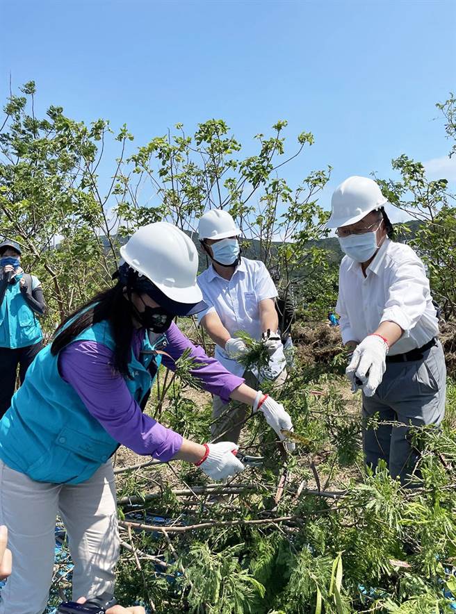 屏东县政府与屏东林管处合作移除银合欢，期盼恢復恒春半岛原有的热带季风林风貌。（屏县府提供／林和生屏东传真）