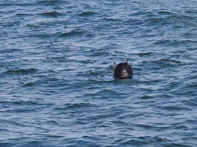土耳其清理了博斯普鲁斯海峡里的水雷。(图/navalnews)