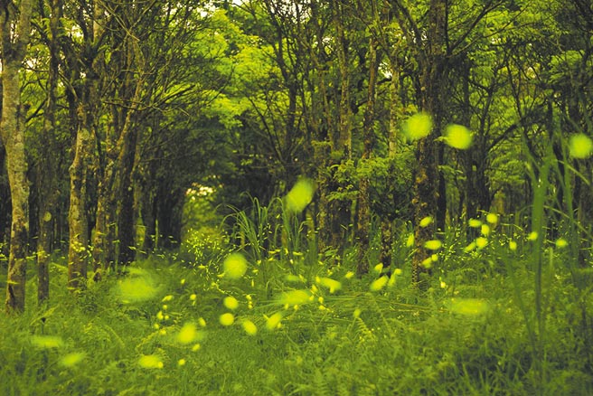 理想大地飯店專車接送、專人導覽欣賞螢火蟲點亮的夜晚與星空的奧秘，滿滿的螢火蟲在夜光中散發著幸福的綠光。圖／花蓮林管處提供