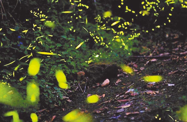 因日前下雨，近來嘉義縣山區已有許多地方有螢火蟲現蹤，圖為梅山鄉瑞里村民宿業者在民宿內拍攝的螢火蟲畫面。（王三華提供／張亦惠嘉縣傳真）