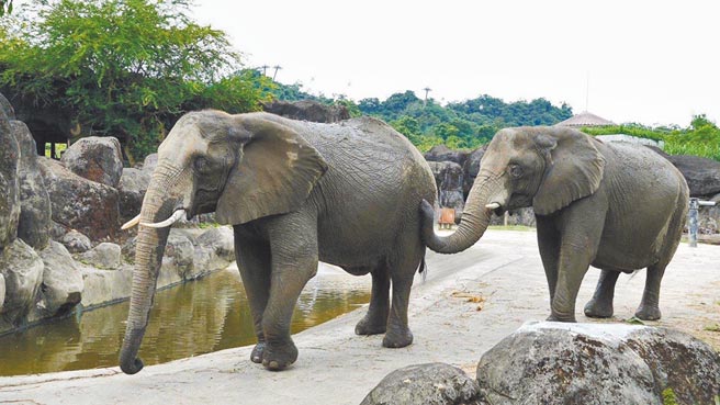 「動物運動員點點名」活動時間為4月3日。（SOGO提供）