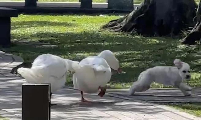 蔺奕》我承认我家狗狗是俗仔。（照片来源：作者提供）