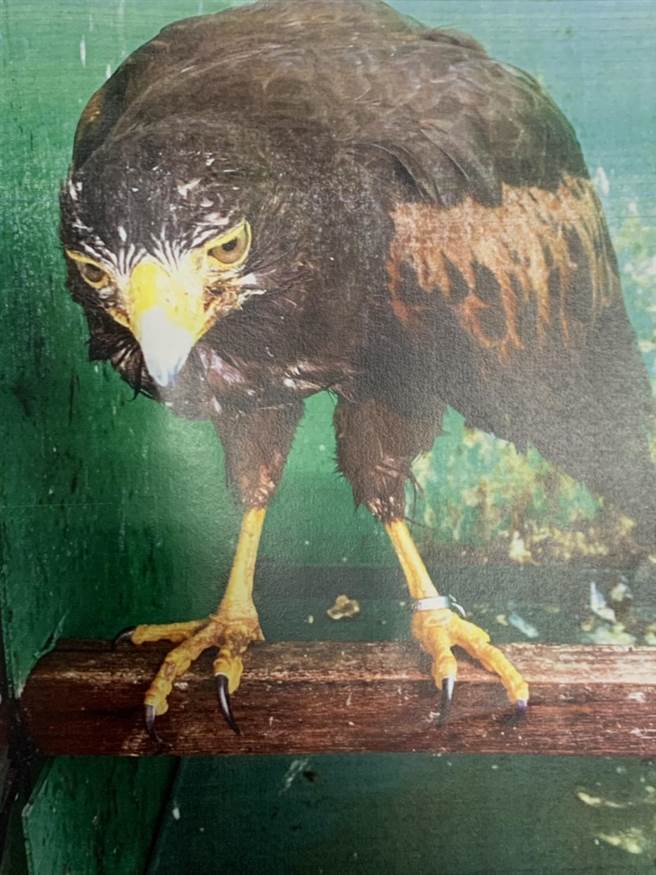 老鹰饲主训鹰不成抓伤游客。（翻摄照片／李京升苗栗传真）