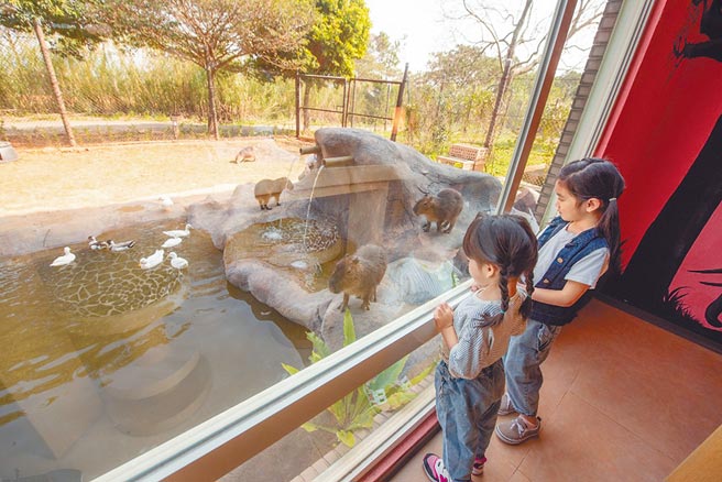 圖為六福莊福豚泡湯趣主題房，可近距離觀察體驗小小福豚們超可愛的萌翻模樣。（六福集團提供）
