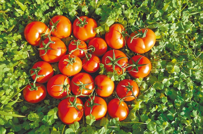 苦闷不妨去逛菜市场，生活復兴何妨自菜市场始。（高静芬摄）