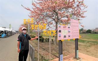 春遊南化賞花玉山寶光聖堂 天豔宮花旗木盛開 寶島 中時