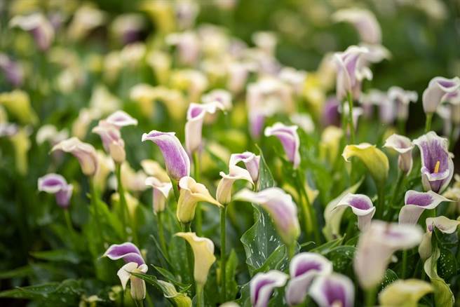 2022桃园彩色海芋季将于4月2日至17日于溪海休閒农业区登场，目前花况已经盛开。（桃园市农业局提供／陈梦茹桃园传真）