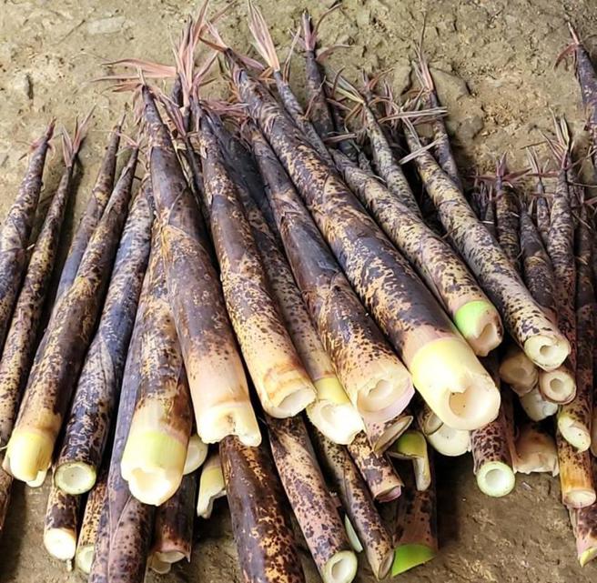 （苗栗桂竹笋。图／农粮署北区分署提供）