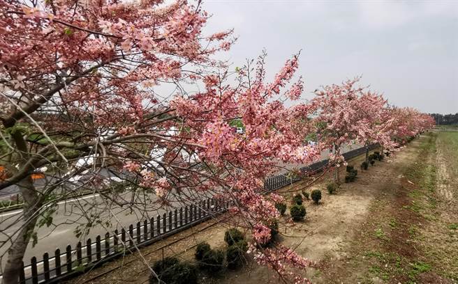 西港花旗木步道不只可赏花，5月1日前推出野餐季活动，还可向社区申请小旅行导览解说。（刘秀芬摄）