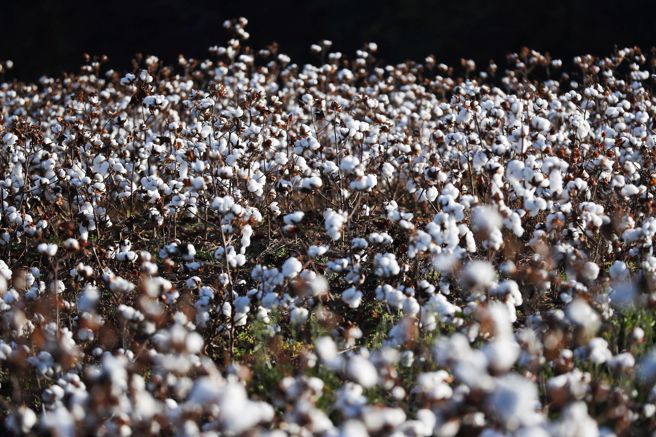 美國天候因素影響棉花生長。（圖／路透社）