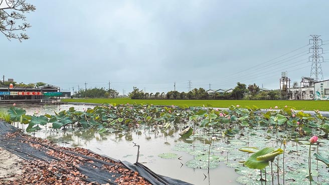 水情稳定，台南白河莲田恢復原有种植面积，但生产成本上涨，令农民直喊「压力大」。（张毓翎摄）
