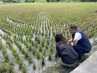 花蓮南區出現稻熱病 縣府編列126萬元防治經費