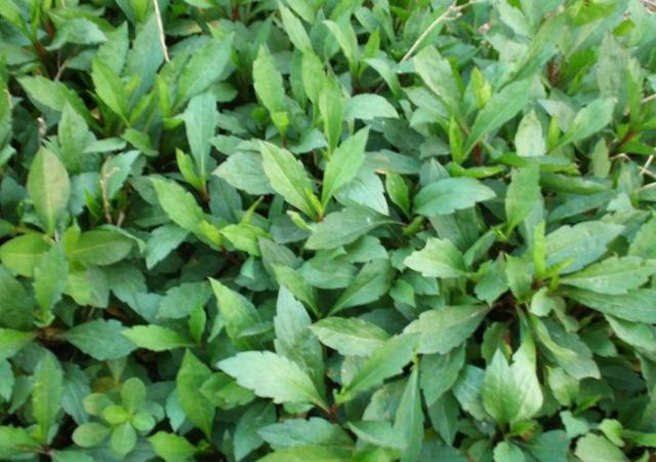 现在上海的餐厅里会用来做开胃小菜的马兰头，早年是没有人吃的，据说是大饥荒时期有人试着吃了，一般人才把它当作野菜，通常是凉伴，非常好吃。（图／网路）