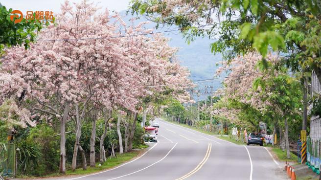 品观点│六龟满满粉红花旗木大爆发    连假踏青、赏花、泡汤、露营一次满足。（品观点提供）