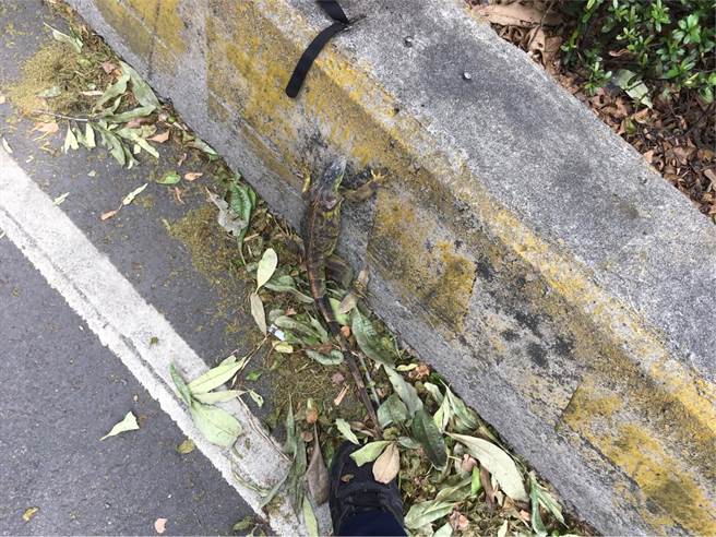 高雄鳳山區五甲一路28日下午發生一起機車追撞事故，未料，導致車禍發生的元凶竟是一隻約50公分長的「綠鬣蜥」。（翻攝畫面／洪浩軒高雄傳真）