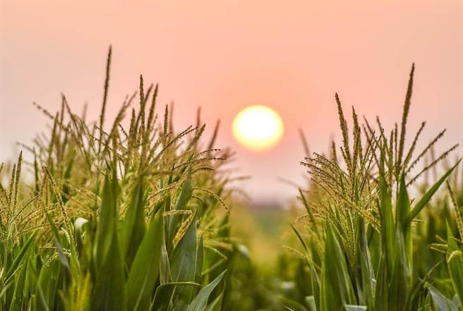 北京清华大学国际生物经济中心主任、北京大学中国战略研究中心执行主任王宏广表示，大陆粮食安全的现状是「吃饱没问题、吃好需进口」。（新华社）