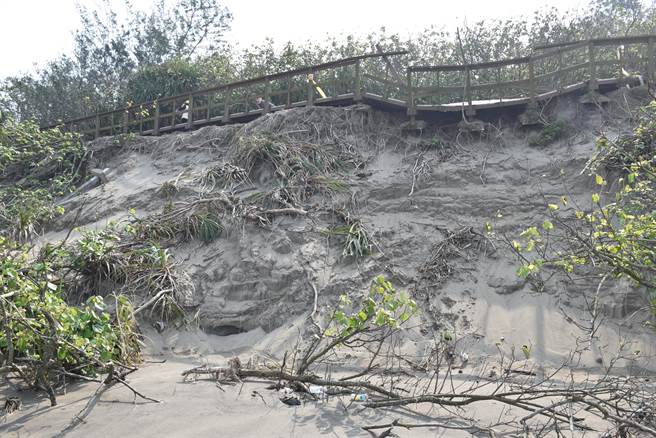 竹南镇假日之森沙岸受海水冲刷掏空，已危及滨海自行车步道。（谢明俊摄）