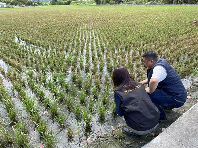 花蓮南區水稻產區出現「稻熱病」病斑 ，縣府呼籲農民儘早防治。（農業處提供／王志偉花蓮傳真）