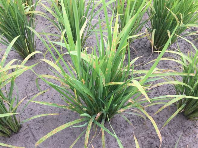 早晚氣溫劇烈變化，且相對濕度高，花蓮南區田間已零星發現水稻葉稻熱病病斑。（農業處提供／王志偉花蓮傳真）