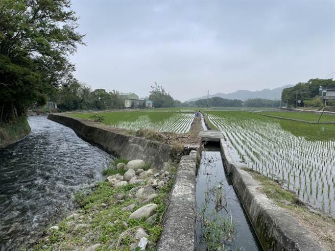 水情丰沛桃竹地区1期稻完成插秧。(北水局提供／吕筱蝉桃园传真)