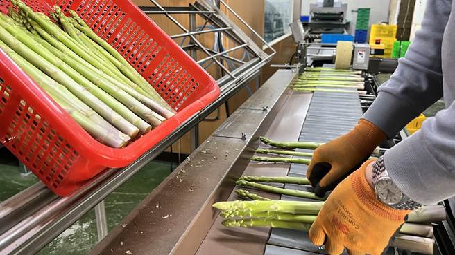 目前农会将收购来的绿芦笋，稳定销售至连锁量贩店、全省农会超市、餐厅。（张毓翎摄）