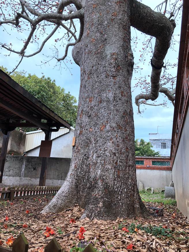 木棉王树高约23.6公尺，胸径约131公分，树龄相传已有300岁。（李金生摄）