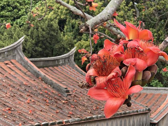 老木棉今年的枝桠不若往来紧密，但繁花绽放更显疏落有致。（李金生摄）