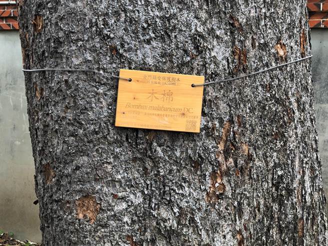 金门木棉王是林务所编号001的列管老树，定期进行健检和修剪枝条。（李金生摄）