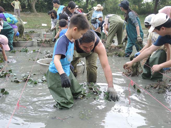台南市水雉生態教育園區推出種菱營隊，邀親子種菱角，幫水雉布置棲地。（台南市水雉生態教育園區提供／劉秀芬台南傳真）