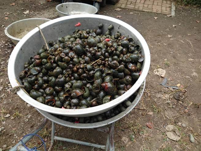 水雉園區今年福壽螺暴增。（台南市水雉生態教育園區提供／劉秀芬台南傳真）