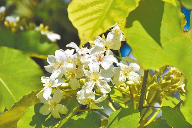 花莲县政府客家事务处昨举办「2022赏桐一期一会～桐花树下音乐季」启动仪式，宣布花莲桐花季将在4月正式登场。（罗亦晽摄）