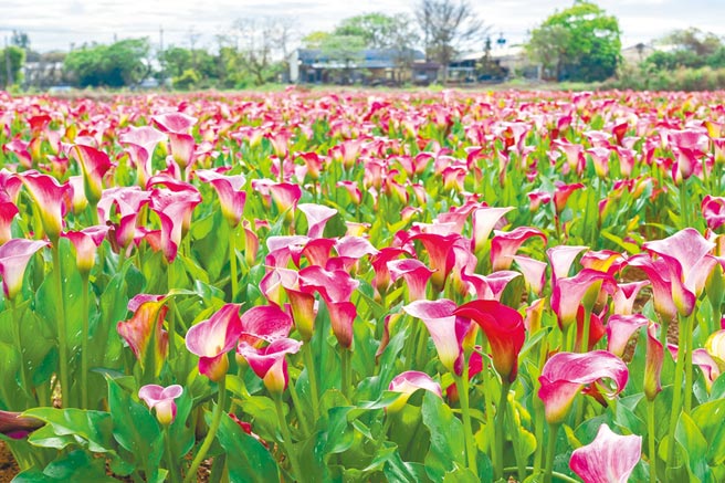 2022桃园彩色海芋季将于4月2日至17日于溪海休閒农业区登场，目前花况已经盛开。（桃园市农业局提供／陈梦茹桃园传真）