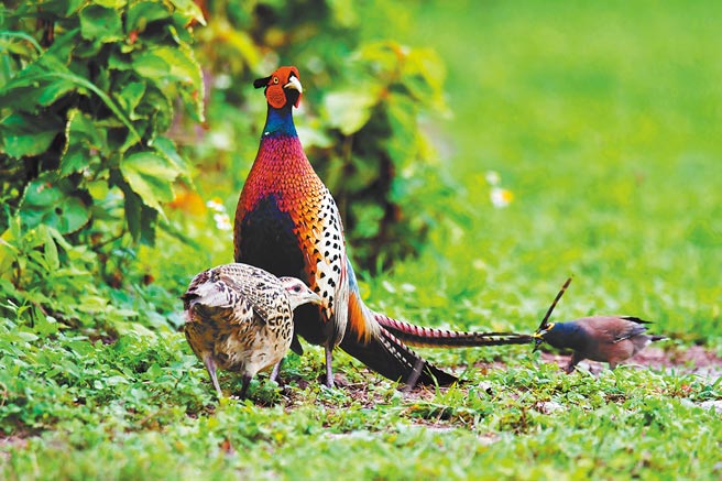 白目的家八哥硬扯环颈雉公鸟的漂亮尾羽，鸟友笑称：与虎谋皮。（庄哲权摄）