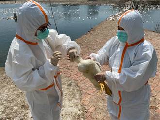 台南冬季禽流感防疫監測 採檢3240件結果出爐