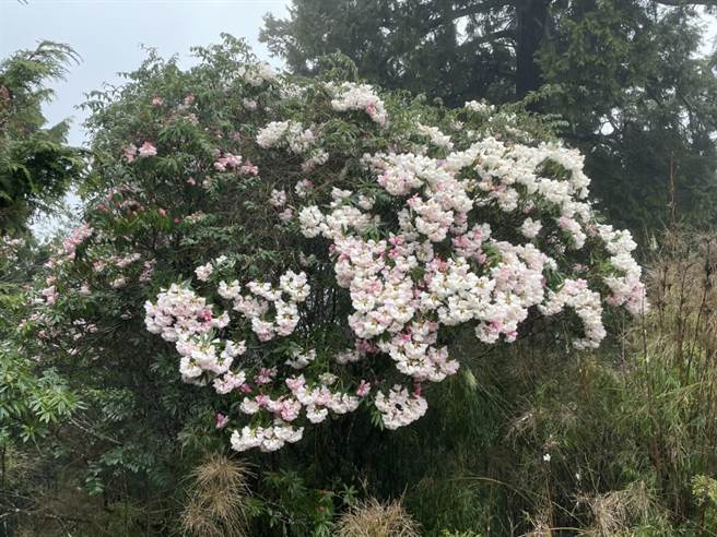 大雪山游乐区的杜鹃目前绽放中，东势林区管理处祭出12岁以下免费入园。（东势林管处提供／陈淑娥台中传真）