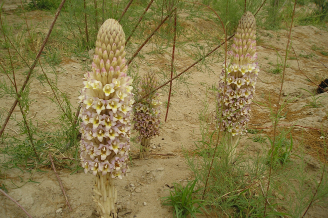 管花肉蓯蓉。(戴志揚翻攝)