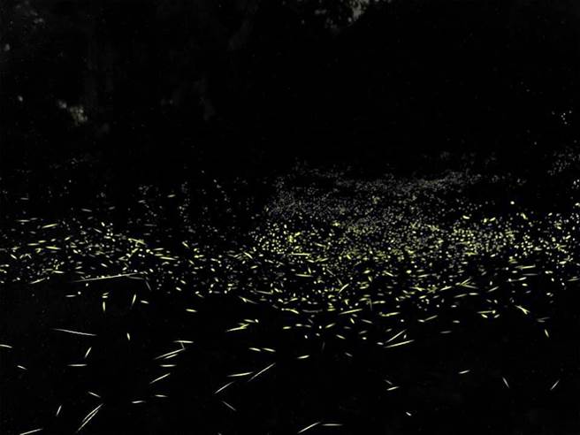 導覽人員江昭璿指出，南寮社區螢況亮眼，這幾天泥土潮溼、溫度較高，看到螢火蟲的機率很高。（江昭璿提供／張毓翎台南傳真）