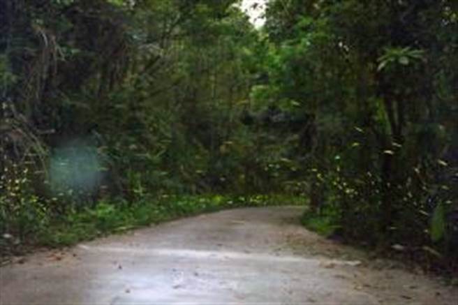 台南市白河區南寮社區，近年致力推動螢火蟲復育。（西拉雅國家風景區管理處提供／張毓翎台南傳真）