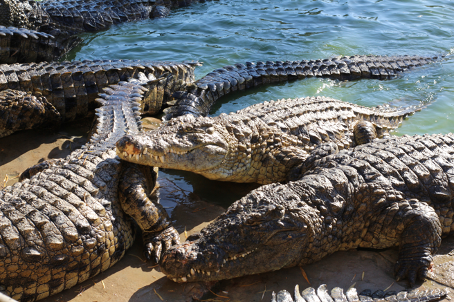 辛巴威一名男子钓鱼时，意外被4只鱷鱼包围咬伤，虽然顺利逃过一劫，但全身严重骨折。(示意图/达志影像)