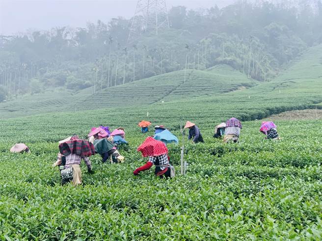 春茶採收的季节，有如世外桃源。（廖志晃摄）