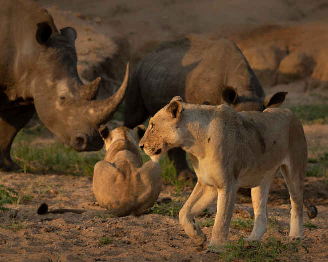 一只狮子不要命招惹犀牛，疑似把对方的尾巴当成逗猫棒，让目击游客看了哈哈大笑。(示意图/达志影像)