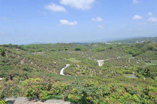 南化山区芒果园花期已开得差不多，农友希望相关单位快点来勘灾。(刘秀芬摄)