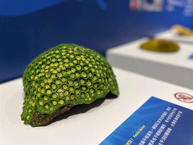 高雄翰品酒店与国立海洋生物博物馆合作，4月1日起在饭店1楼展出「发现深海珍奇~在翰品遇见海生馆」至12月31日。（柯宗纬摄）