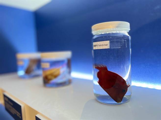 高雄翰品酒店与国立海洋生物博物馆合作，4月1日起在饭店1楼展出「发现深海珍奇~在翰品遇见海生馆」至12月31日。（柯宗纬摄）