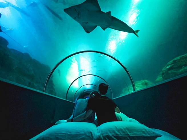 Klook與澎湖水族館獨家合作首創沈浸式水族館住宿體驗，體驗被大海擁抱著入眠。（Klook提供）