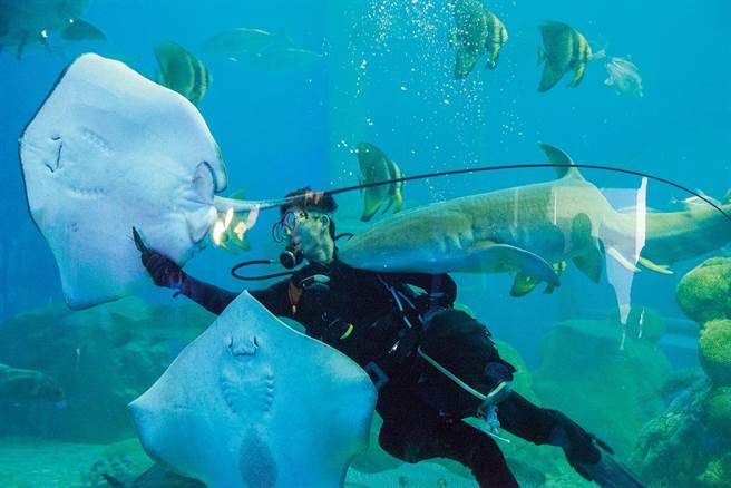 到澎湖水族館一探飼育員每日與海底生物的日常生活。（Klook提供）